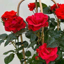 Beetrose 'Westpoint'®, Blutorange, Doppelbogen, Topf 10 Liter -Günstiges Saat Zeit Geschäft 0460850981 rose westpoint premium doppelbogen 6 124620