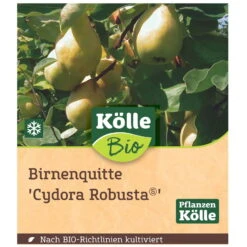 Bio Birnenquitte 'Cydora Robusta'Ⓢ, Topf 10 Liter -Günstiges Saat Zeit Geschäft 0480300060 Koelle Bio Cydora Robusta Birnenquitte Busch 1 119767