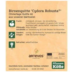 Bio Birnenquitte 'Cydora Robusta'Ⓢ, Topf 10 Liter -Günstiges Saat Zeit Geschäft 0480300060 Koelle Bio Cydora Robusta Birnenquitte Busch 2 119768
