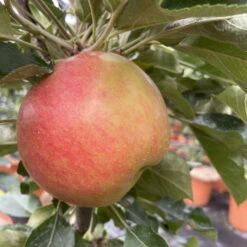 Kölle Bio Säulenapfel 'Rhapsodie'Ⓢ, Unterlage MM 111, Topf 10 Liter -Günstiges Saat Zeit Geschäft 0480650016 KB Rhapsodie Saeulenapfel 3 115629