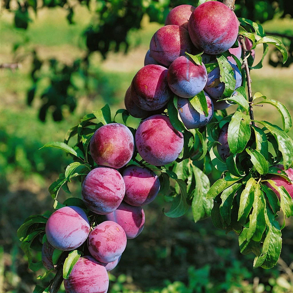 Kölle Bio Säulenmirabelle 'Ruby'®, Topf 10 Liter 3 Kölle Bio Säulenmirabelle 'Ruby'®, Topf 10 Liter
