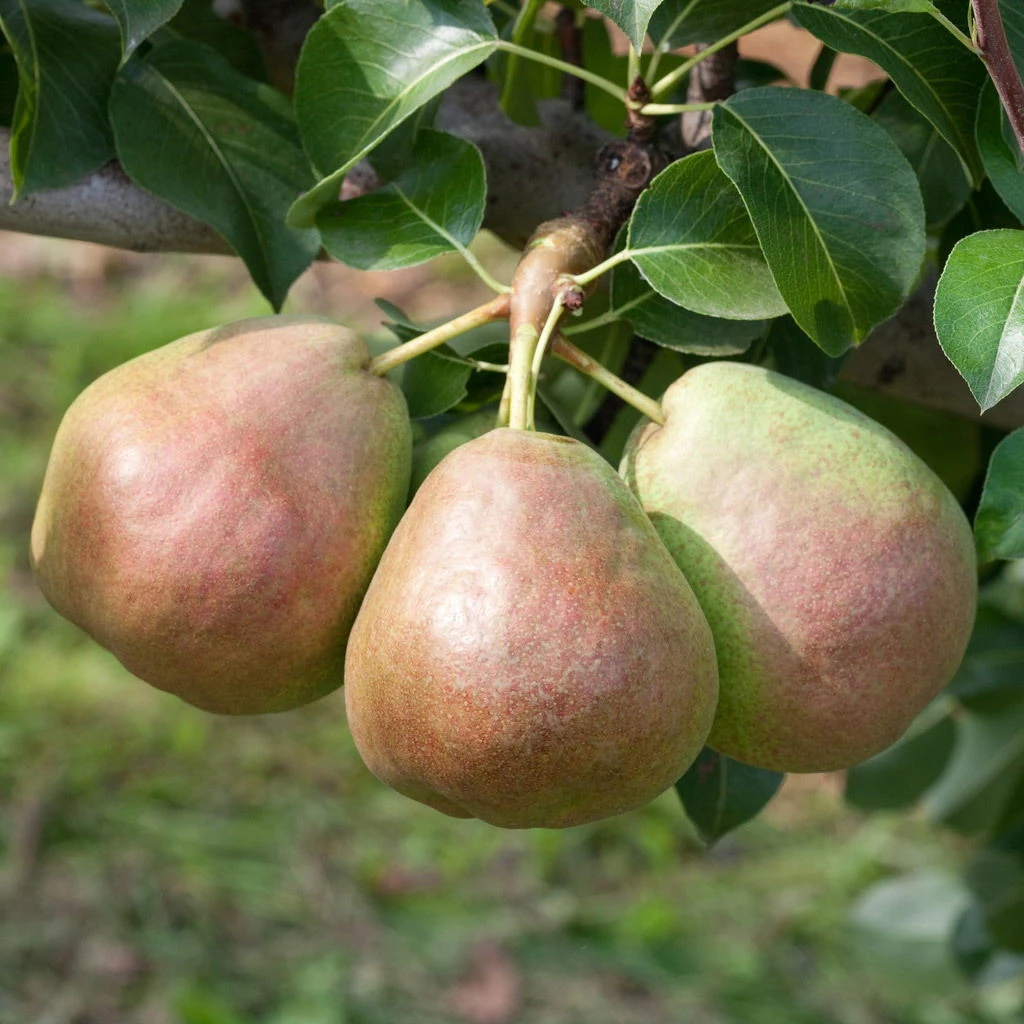 Kölle Bio Säulenbirne 'Decora', Unterlage Quitte A, Topf 10 Liter 3 Kölle Bio Säulenbirne 'Decora', Unterlage Quitte A, Topf 10 Liter