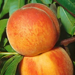 Kölle Bio Zwergpfirsich 'Amber'® Pix ZeeⓈ, Topf 7,5 Liter 12 Kölle Bio Zwergpfirsich 'Amber'® Pix ZeeⓈ, Topf 7,5 Liter -Günstiges Saat Zeit Geschäft 0480670029 KB Zwergpfirsich Amber Co 7 5l 49535