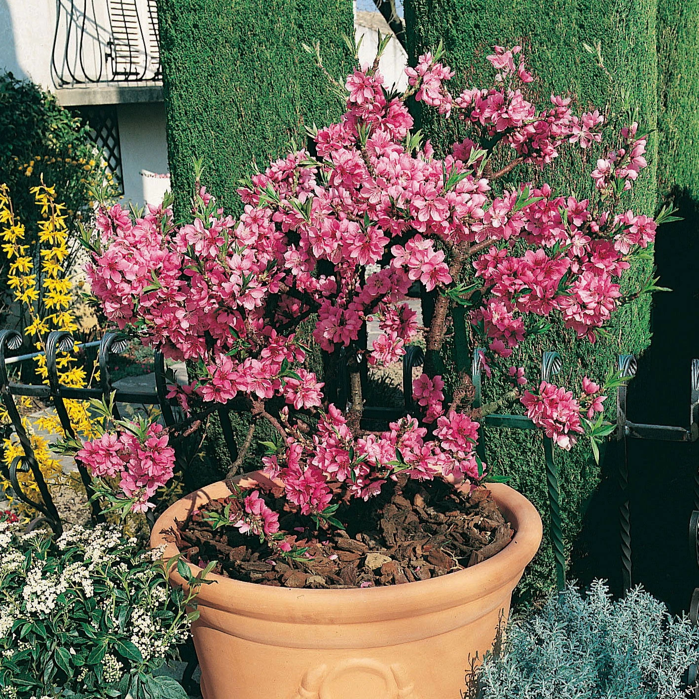 Kölle Bio Zwergpfirsich 'Diamond'® ZaipeviⓈ, Topf 7,5 Liter 3 Kölle Bio Zwergpfirsich 'Diamond'® ZaipeviⓈ, Topf 7,5 Liter