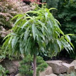 Kölle Bio Zwergpfirsich 'Diamond'® ZaipeviⓈ, Topf 7,5 Liter 11 Kölle Bio Zwergpfirsich 'Diamond'® ZaipeviⓈ, Topf 7,5 Liter -Günstiges Saat Zeit Geschäft 0480670030 KB Zwergpfirsich Diamond Co 7 5l 49536