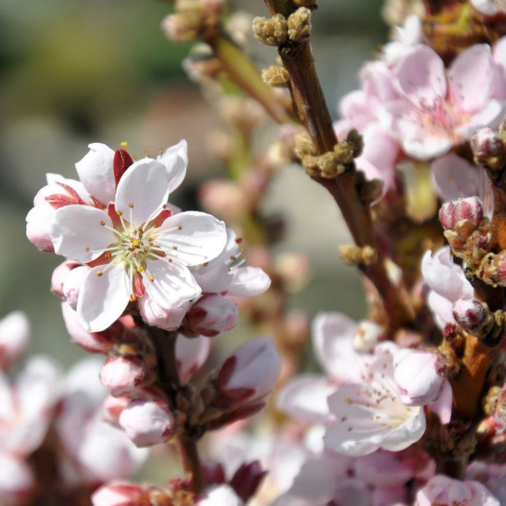 Kölle Bio Zwergpfirsich 'Diamond'® ZaipeviⓈ, Topf 7,5 Liter 4 Kölle Bio Zwergpfirsich 'Diamond'® ZaipeviⓈ, Topf 7,5 Liter – Bild 2