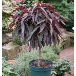 Günstiges Saat Zeit Geschäft -Günstiges Saat Zeit Geschäft 0480670041 KB Zwergpfirsich St Crimson Co 7 5 lt 62173