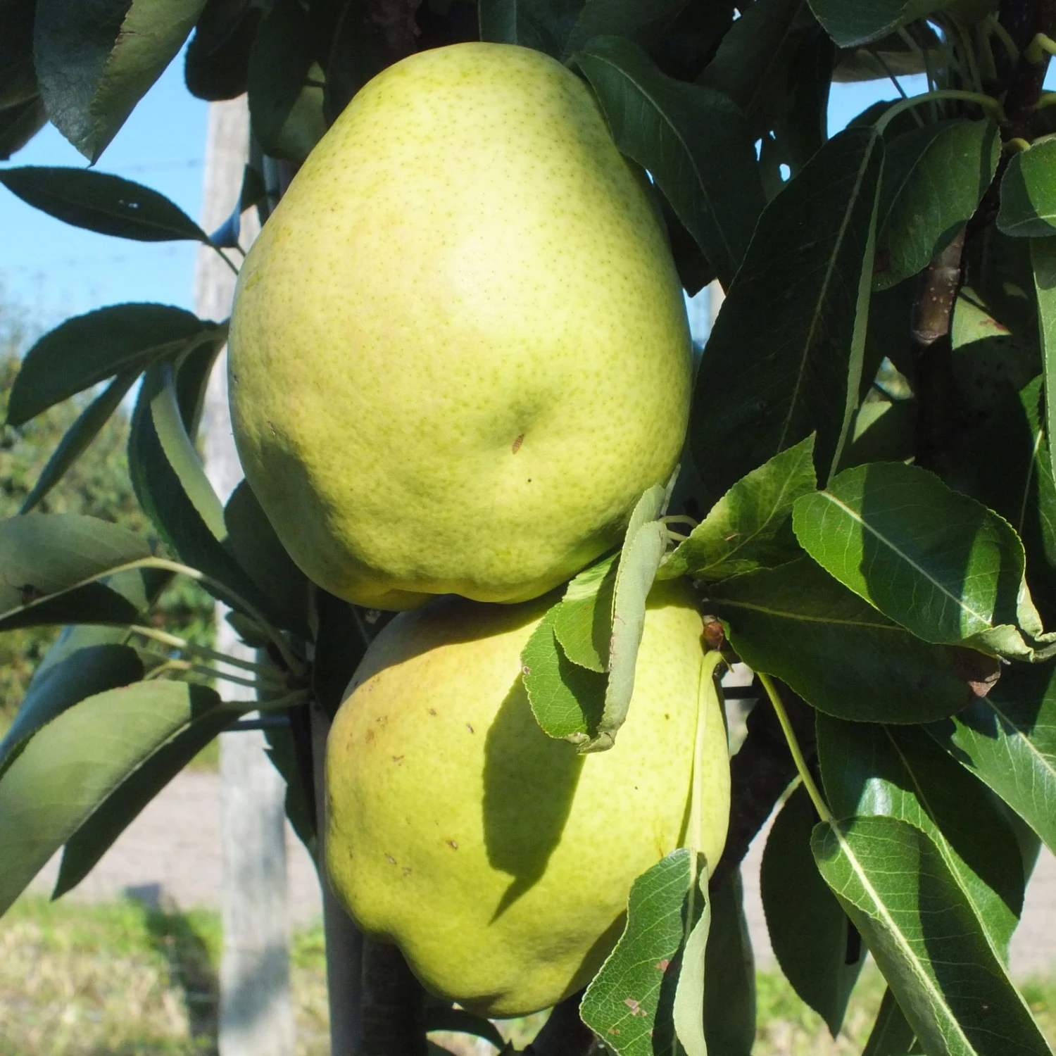 Kölle Bio Zwergbirne 'Garden Surprise'®, Topf 7,5 Liter 3 Kölle Bio Zwergbirne 'Garden Surprise'®, Topf 7,5 Liter