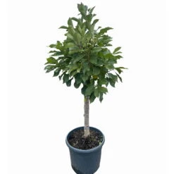 Günstiges Saat Zeit Geschäft -Günstiges Saat Zeit Geschäft 0480670076 KB Zwergsauerkirsche Cinderella 3 115656