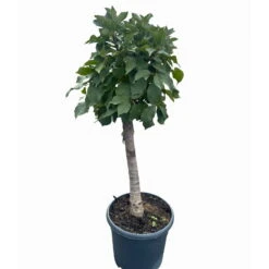 Kölle Bio Zwergsauerkirsche 'Cinderella®', Topf 7,5 Liter -Günstiges Saat Zeit Geschäft 0480670076 KB Zwergsauerkirsche Cinderella 6 115657