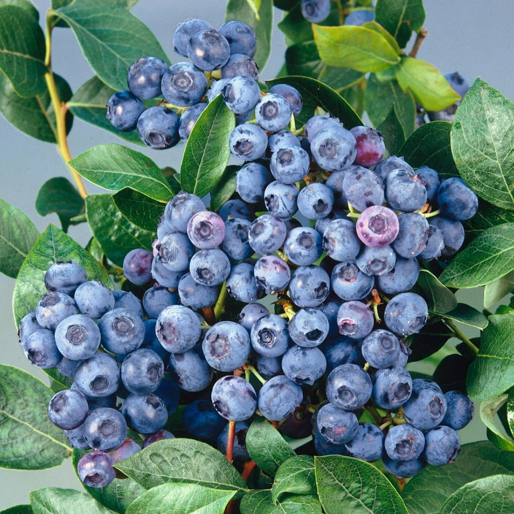 Heidelbeere 'Bluecrop', 4er-Set, Höhe 40-60 Cm, Topf 5 Liter 3 Heidelbeere 'Bluecrop', 4er-Set, Höhe 40-60 Cm, Topf 5 Liter