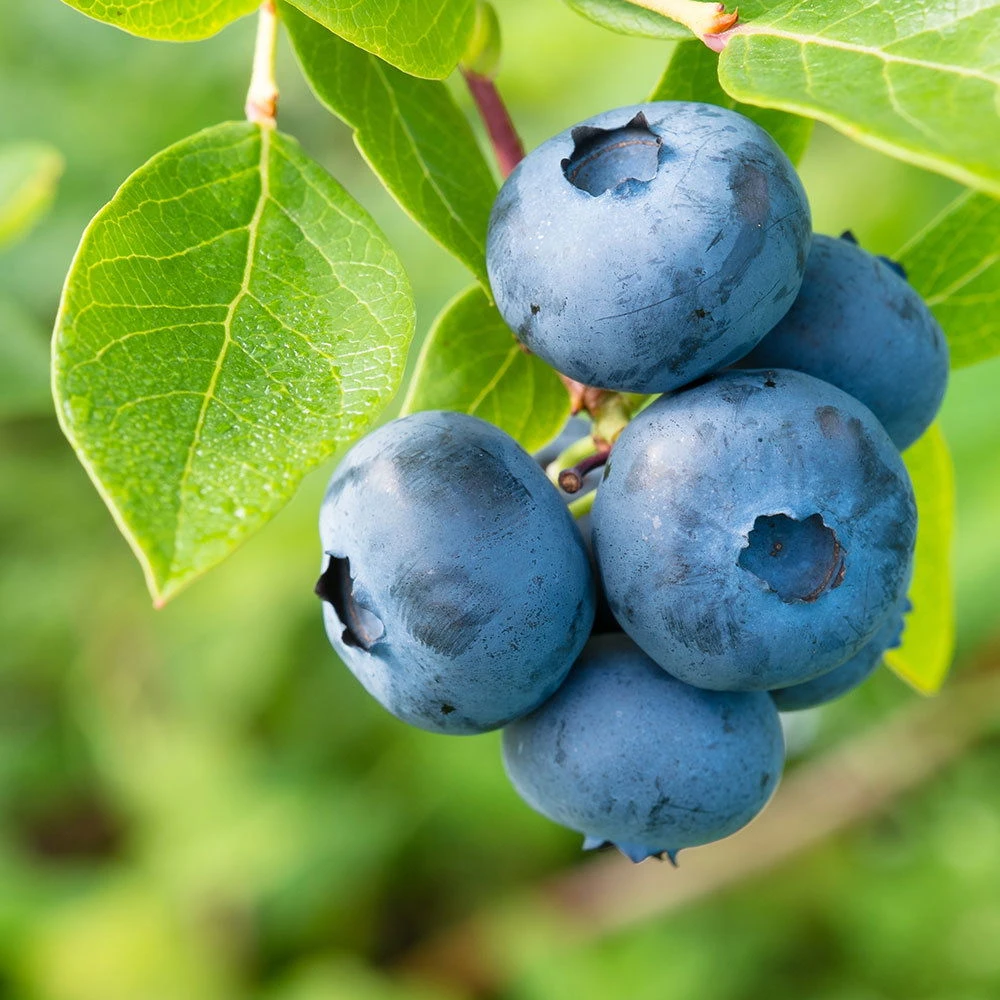 Heidelbeeren 'Reka'® + 'Goldtraube', 4er-Set, Topf Je 2 Liter 4 Heidelbeeren 'Reka'® + 'Goldtraube', 4er-Set, Topf Je 2 Liter – Bild 2