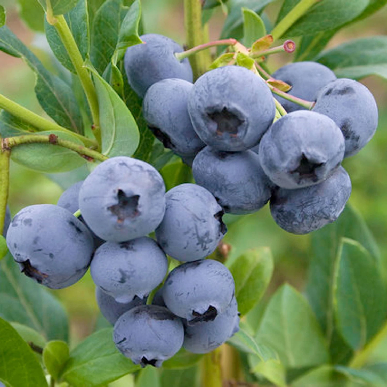 Heidelbeeren 'Reka'® + 'Goldtraube', 4er-Set, Topf Je 2 Liter 3 Heidelbeeren 'Reka'® + 'Goldtraube', 4er-Set, Topf Je 2 Liter