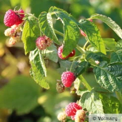 Zwerg-Himbeere Summer Lovers® 'Patio Red', 5 L Topf 11 Zwerg-Himbeere Summer Lovers® 'Patio Red', 5 L Topf -Günstiges Saat Zeit Geschäft 0480900167 Summer Lovers Patio Red Sommerhimbeere 1 neu 91947