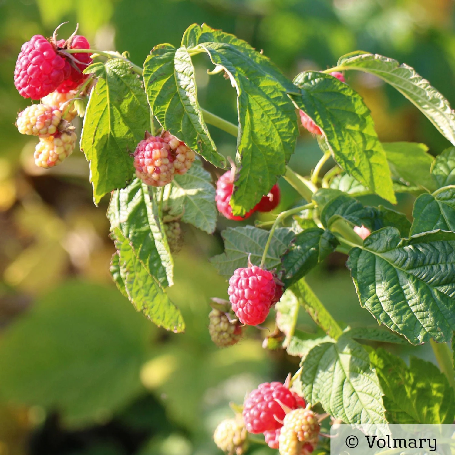 Zwerg-Himbeere Summer Lovers® 'Patio Red', 5 L Topf 5 Zwerg-Himbeere Summer Lovers® 'Patio Red', 5 L Topf – Bild 3