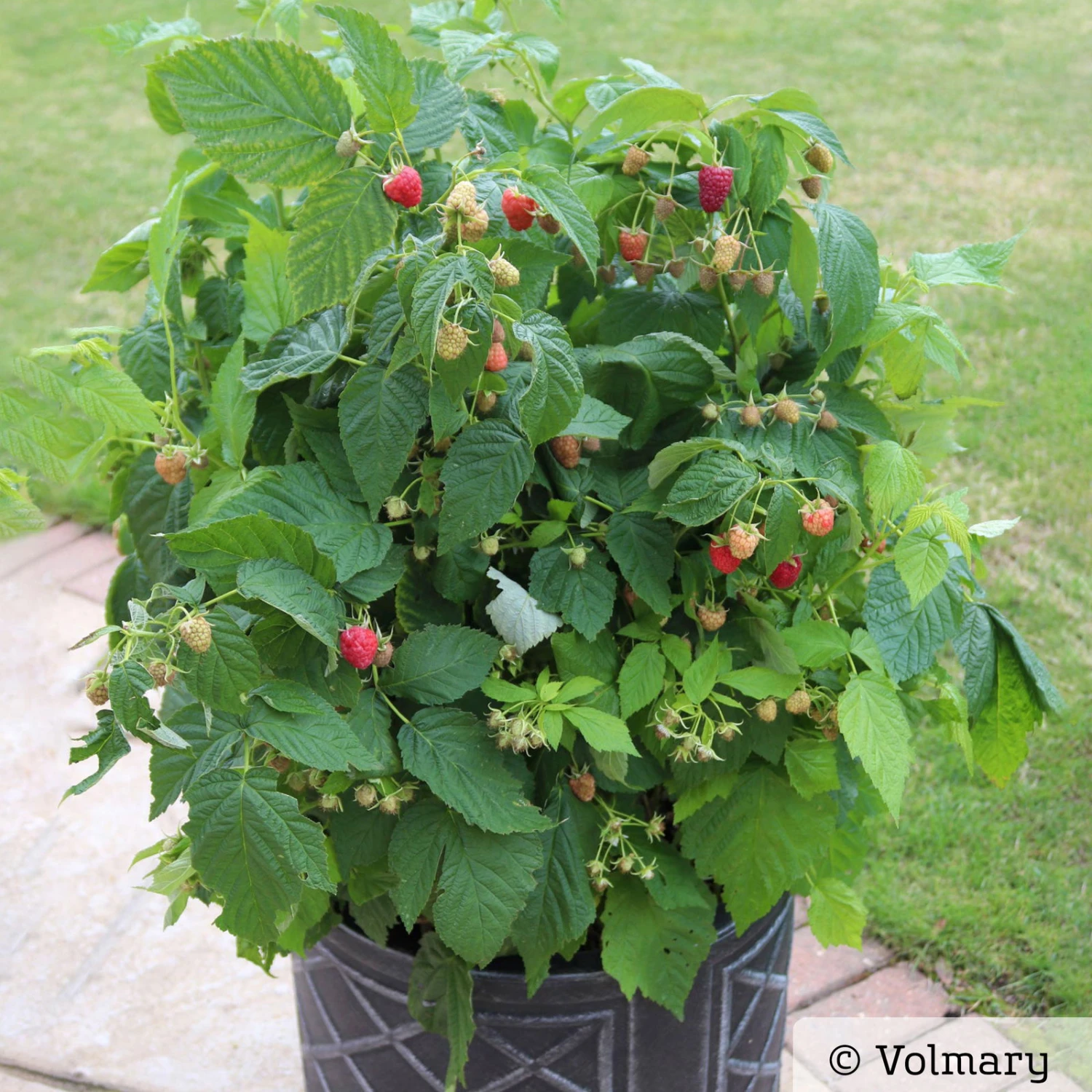 Zwerg-Himbeere Summer Lovers® 'Patio Red', 5 L Topf 4 Zwerg-Himbeere Summer Lovers® 'Patio Red', 5 L Topf – Bild 2