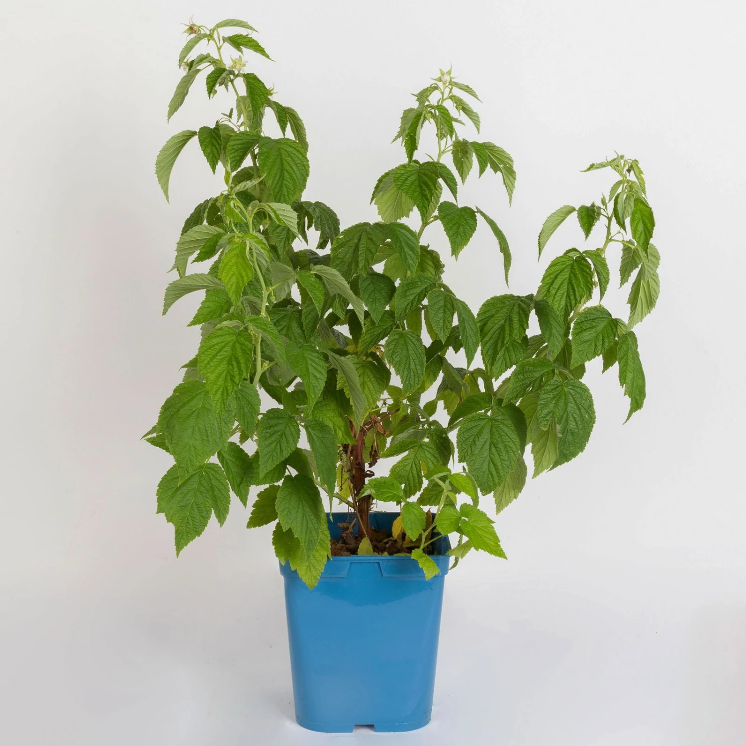 Zwerg-Himbeere Summer Lovers® 'Patio Red', 5 L Topf 3 Zwerg-Himbeere Summer Lovers® 'Patio Red', 5 L Topf