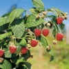 Herbsthimbeeren, 'Blissy® Autumn Bliss', 4er-Set, Topf Je 2 Liter 2 Herbsthimbeeren, 'Blissy® Autumn Bliss', 4er-Set, Topf Je 2 Liter -Günstiges Saat Zeit Geschäft 0480900181 Herbst Himbeere Autumn Bliss 4er Set Co1 69313
