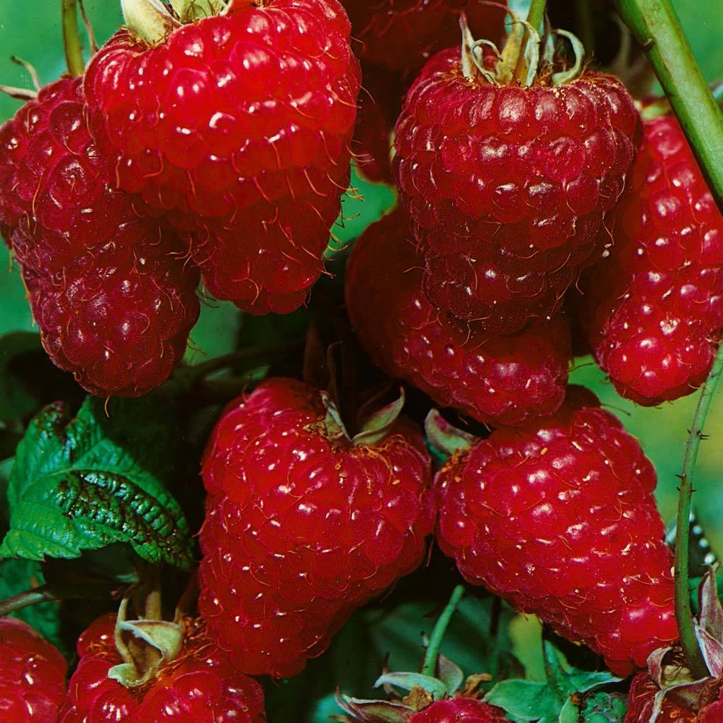 Herbsthimbeeren, Blissy® Autumn Bliss + Zefa 3, 4er-Set, Topf Je 2 Liter 4 Herbsthimbeeren, Blissy® Autumn Bliss + Zefa 3, 4er-Set, Topf Je 2 Liter – Bild 2