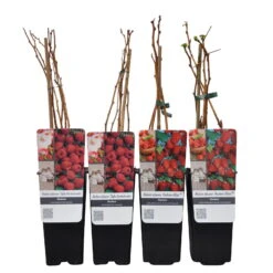 Herbsthimbeeren, Blissy® Autumn Bliss + Zefa 3, 4er-Set, Topf Je 2 Liter 11 Herbsthimbeeren, Blissy® Autumn Bliss + Zefa 3, 4er-Set, Topf Je 2 Liter -Günstiges Saat Zeit Geschäft 0480900186 Herbst Himbeeren Autumn BlissZefa 3 Co 2 lt WEB 4 89610