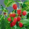 Sommer-/Herbsthimbeeren, 4er-Set, Höhe 35 Cm, Topf 2 Liter -Günstiges Saat Zeit Geschäft 0480900198 Herbsthimbeere Heritage 4er Set1 76442
