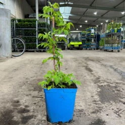 Gelbe Zwerghimbeere Lowberry® 'Goodasgold' , 5 L Topf -Günstiges Saat Zeit Geschäft 0480900237 zwerghimbeere goodasgold 1 124052