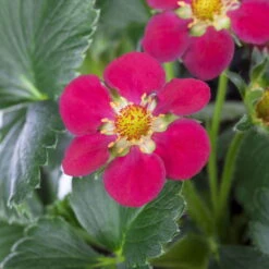 Erdbeere 'Fragoo® Toscana', Frühreif & öftertragend, Ampeltopf-Ø 27 Cm -Günstiges Saat Zeit Geschäft 0480910279 Toscana Erdbeerampel 27er Topf 2 111241