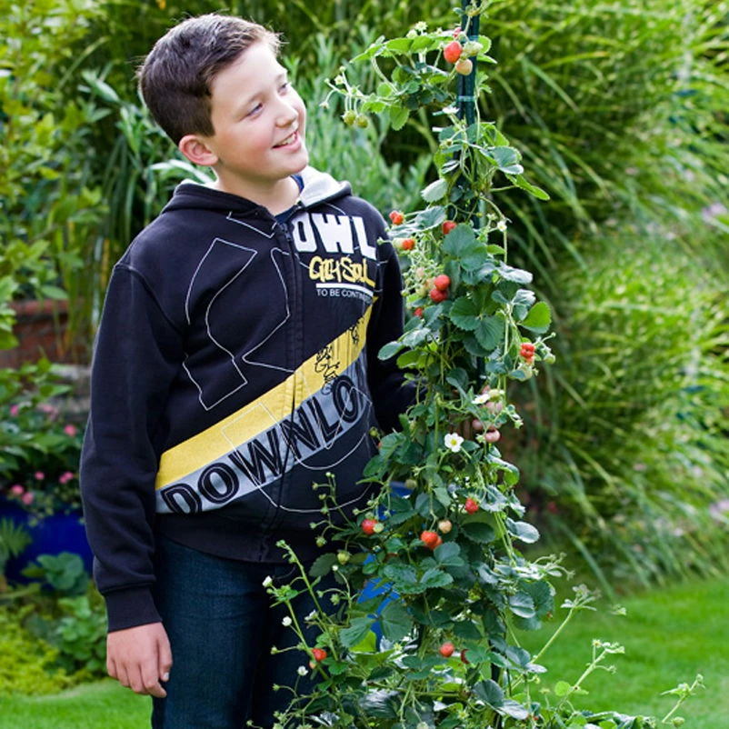 Klettererdbeere Hummi® "KletterToni", 9 Cm Topf Im 6er Set 3 Klettererdbeere Hummi® "KletterToni", 9 Cm Topf Im 6er Set