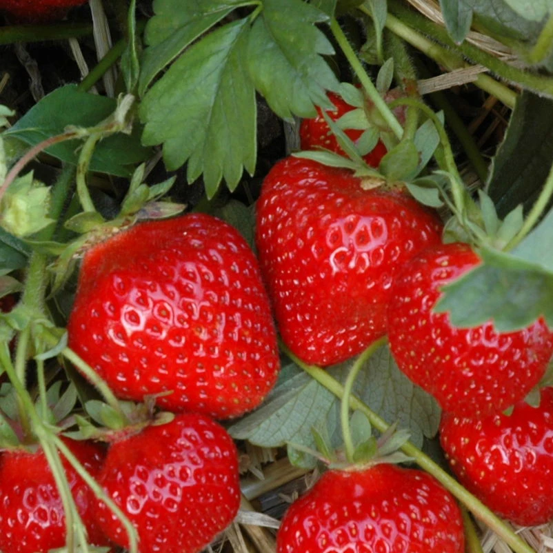 Klettererdbeere Hummi® "KletterToni", 9 Cm Topf Im 6er Set 4 Klettererdbeere Hummi® "KletterToni", 9 Cm Topf Im 6er Set – Bild 2