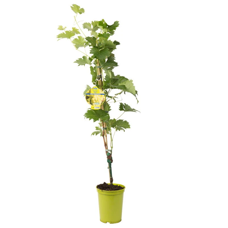 Tafeltraube 'Fanny®' 4 Tafeltraube 'Fanny®' – Bild 2