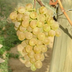 Tafeltraube 'Fanny®' 11 Tafeltraube 'Fanny®' -Günstiges Saat Zeit Geschäft 0480930125 Koelles Beste Tafeltraube Fanny weiss RGB 7007