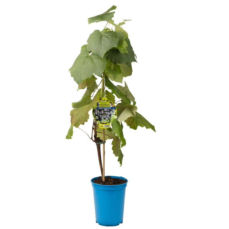 Tafeltraube 'New York Muscat®' – Bild 2