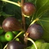 Feige 'Brown Turkey', Busch, Topf 5 Liter 1 Feige 'Brown Turkey', Busch, Topf 5 Liter -Günstiges Saat Zeit Geschäft 0480940075 Ficus carica Brown Turkey Feige Busch 87458