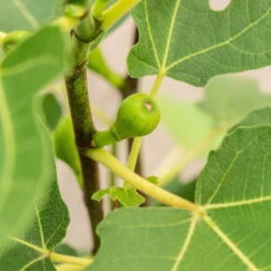Feige 'Firoma'®, 2er-Set, Höhe 40-60 Cm, Topf 5 Liter -Günstiges Saat Zeit Geschäft 0480940150 Ficus carica Firoma 2er Set 1 99282