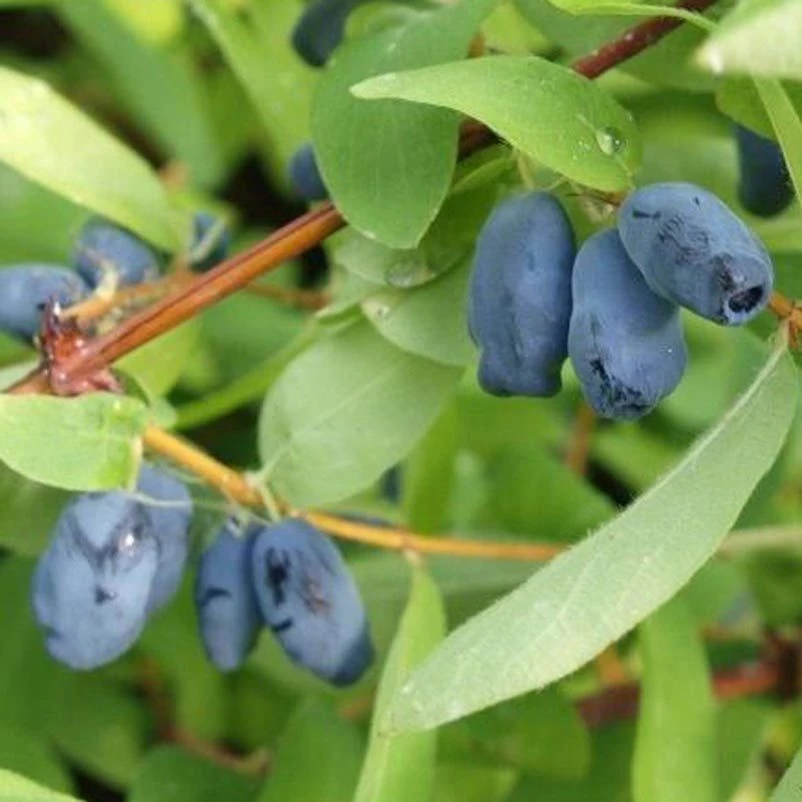 4er-Set Sibirische Blaubeere MyBerry® 'Bee' (Lonicera Kamtschatica), Höhe 25-30 Cm, Im 3 Liter Topf 3 4er-Set Sibirische Blaubeere MyBerry® 'Bee' (Lonicera Kamtschatica), Höhe 25-30 Cm, Im 3 Liter Topf