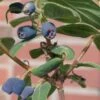 4er-Set Sibirische Blaubeere 'Blue Velvet'® (Lonicera Kamtschatica), Höhe 25-30 Cm, Im 3 Liter Topf -Günstiges Saat Zeit Geschäft 0480950632 Lonicera kamtschatika Blue Velvet 4Set sib Blaubeere 025 030 Co 3lt 1 62591