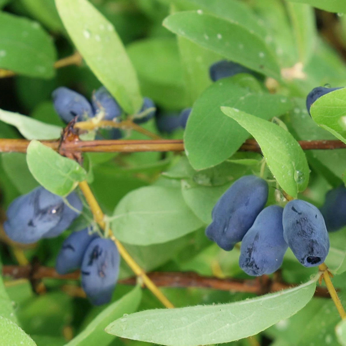 4er-Set Sibirische Blaubeere MyBerry® 'Sweet' (Lonicera Kamtschatica), Höhe 25-30 Cm, Im 3 Liter Topf 3 4er-Set Sibirische Blaubeere MyBerry® 'Sweet' (Lonicera Kamtschatica), Höhe 25-30 Cm, Im 3 Liter Topf