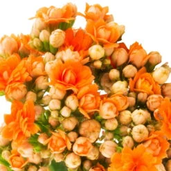 Ausgewählte Produkte 1 Garten-Kalanchoe Queen®, Farben Nach Verfügbarkeit, Topf-Ø 21 Cm