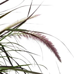 Lampenputzergras 'Rubrum' Rot, Topf-Ø 26 Cm -Günstiges Saat Zeit Geschäft 0610280039 KB Pennisetum advena Rubrum T26 5 l rotlaubig einjaehrig WS 5 95868