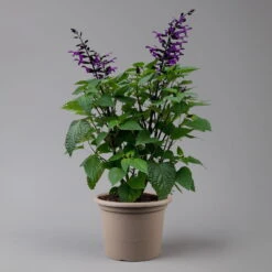 Pfirsichsalbei Purpurlila, Topf-Ø 21 Cm, Höhe Ca. 40 Cm -Günstiges Saat Zeit Geschäft 0610370085 Salvia T21 purple H 40 cm 2 125917