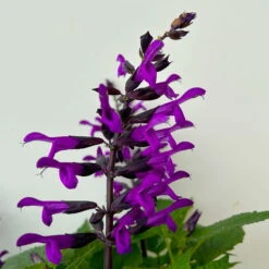 Pfirsichsalbei Purpurlila, Topf-Ø 21 Cm, Höhe Ca. 40 Cm -Günstiges Saat Zeit Geschäft 0610370085 Salvia T21 purple 5 n 125841