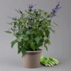 Pfirsichsalbei Blau, Topf-Ø 21 Cm, Höhe Ca. 40 Cm 2 Pfirsichsalbei Blau, Topf-Ø 21 Cm, Höhe Ca. 40 Cm -Günstiges Saat Zeit Geschäft 0610370087 Salvia T21 Blue H40cm 1 125991
