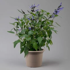 Pfirsichsalbei Blau, Topf-Ø 21 Cm, Höhe Ca. 40 Cm -Günstiges Saat Zeit Geschäft 0610370087 Salvia T21 Blue H40cm 2 125992