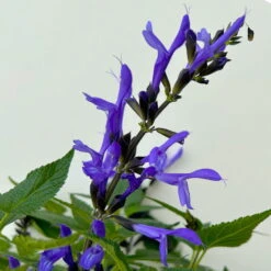 Pfirsichsalbei Blau, Topf-Ø 21 Cm, Höhe Ca. 40 Cm -Günstiges Saat Zeit Geschäft 0610370087 Salvia T21 Blue 3 n 125845