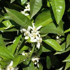 Orangenbaum, Stamm, Topf-Ø Ca. 33 Cm, Höhe Ca. 150 Cm -Günstiges Saat Zeit Geschäft 0630100030 KB Citrus sinensis Stamm T33 1 88065