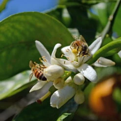 Orangenbaum, Stamm, Topf-Ø Ca. 33 Cm, Höhe Ca. 150 Cm -Günstiges Saat Zeit Geschäft 0630100030 KB Citrus sinensis Stamm T33 4 87842
