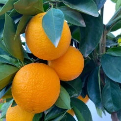 Orangenbaum, Stamm, Topf-Ø Ca. 33 Cm, Höhe Ca. 150 Cm -Günstiges Saat Zeit Geschäft 0630100030 KB Citrus sinensis Stamm T33 6 104198