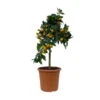 Kumquat, Stamm, Topf-Ø 22 Cm -Günstiges Saat Zeit Geschäft 0630100261 KB Citrus fort marg Stamm T22 3 104313