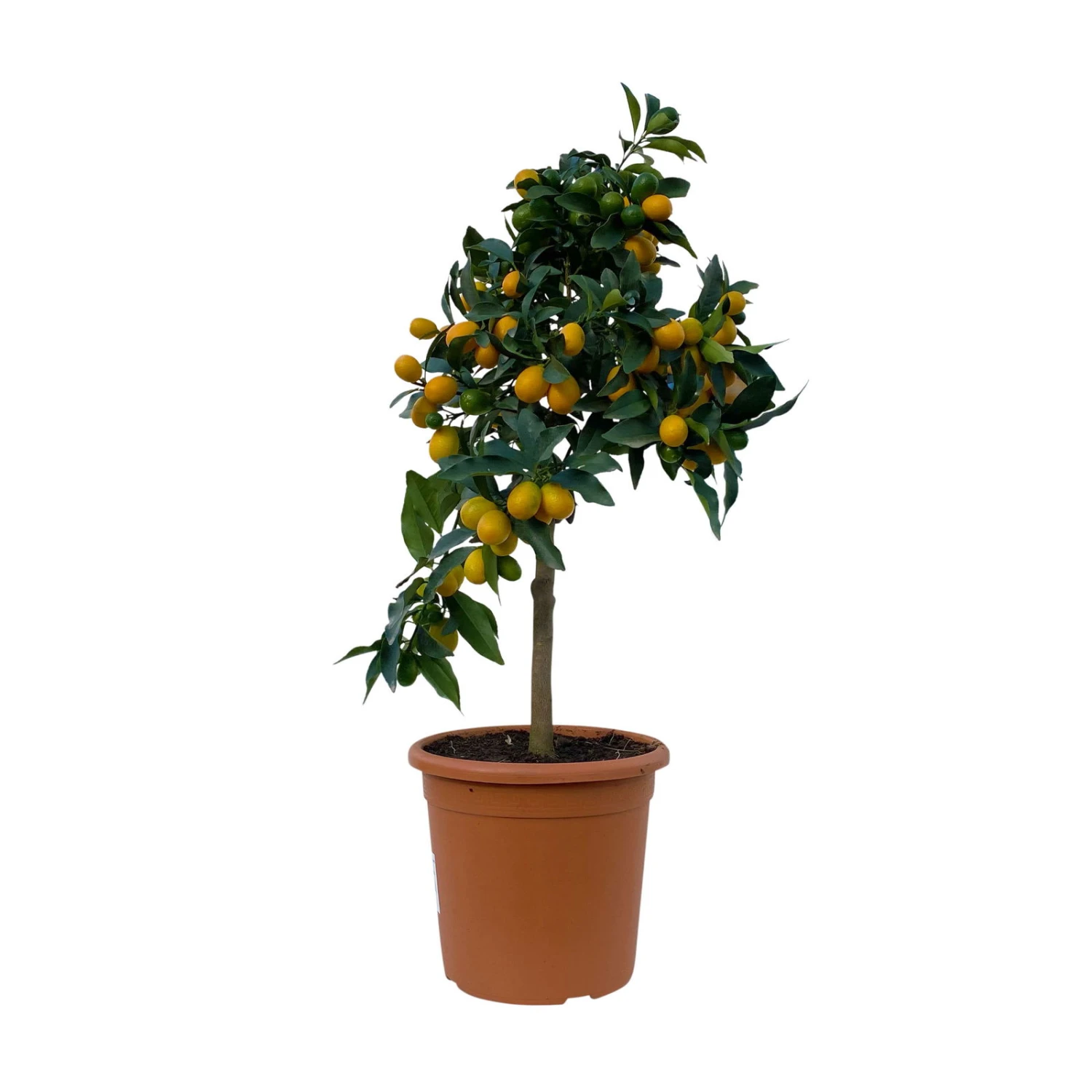 Kumquat, Stamm, Topf-Ø 22 Cm 3 Kumquat, Stamm, Topf-Ø 22 Cm