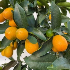 Kumquat, Stamm, Topf-Ø 22 Cm 24 Kumquat, Stamm, Topf-Ø 22 Cm -Günstiges Saat Zeit Geschäft 0630100261 KB Citrus fort marg Stamm T22 8 104207